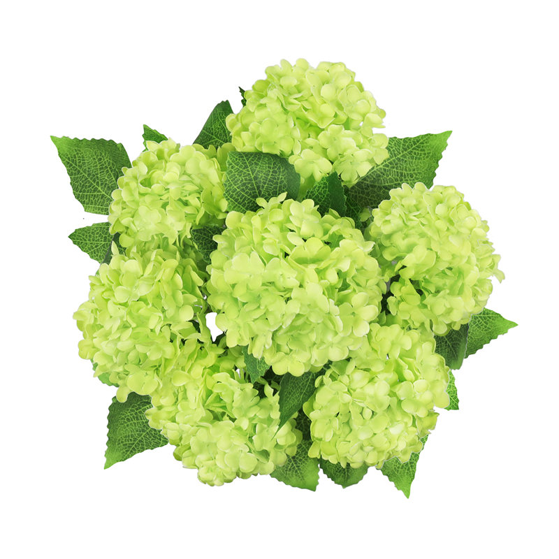 Boule de neige Guelder Rose, Vert / vert
