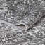 Tapis oriental gris en polypropylène tissé à la main Ragheb-284977325