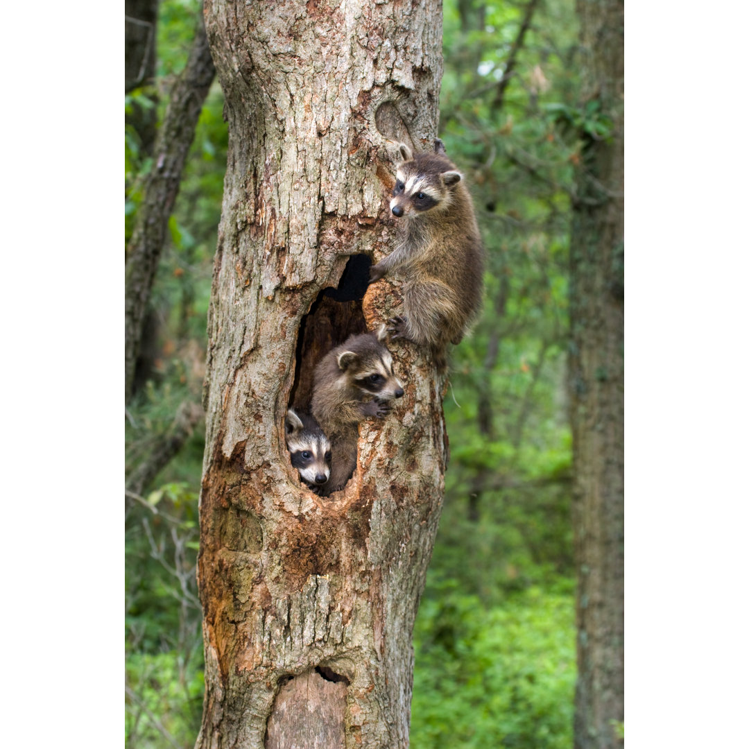 Raccoons von Stanley45 - Kunstdrucke auf Leinwand ohne Rahmen