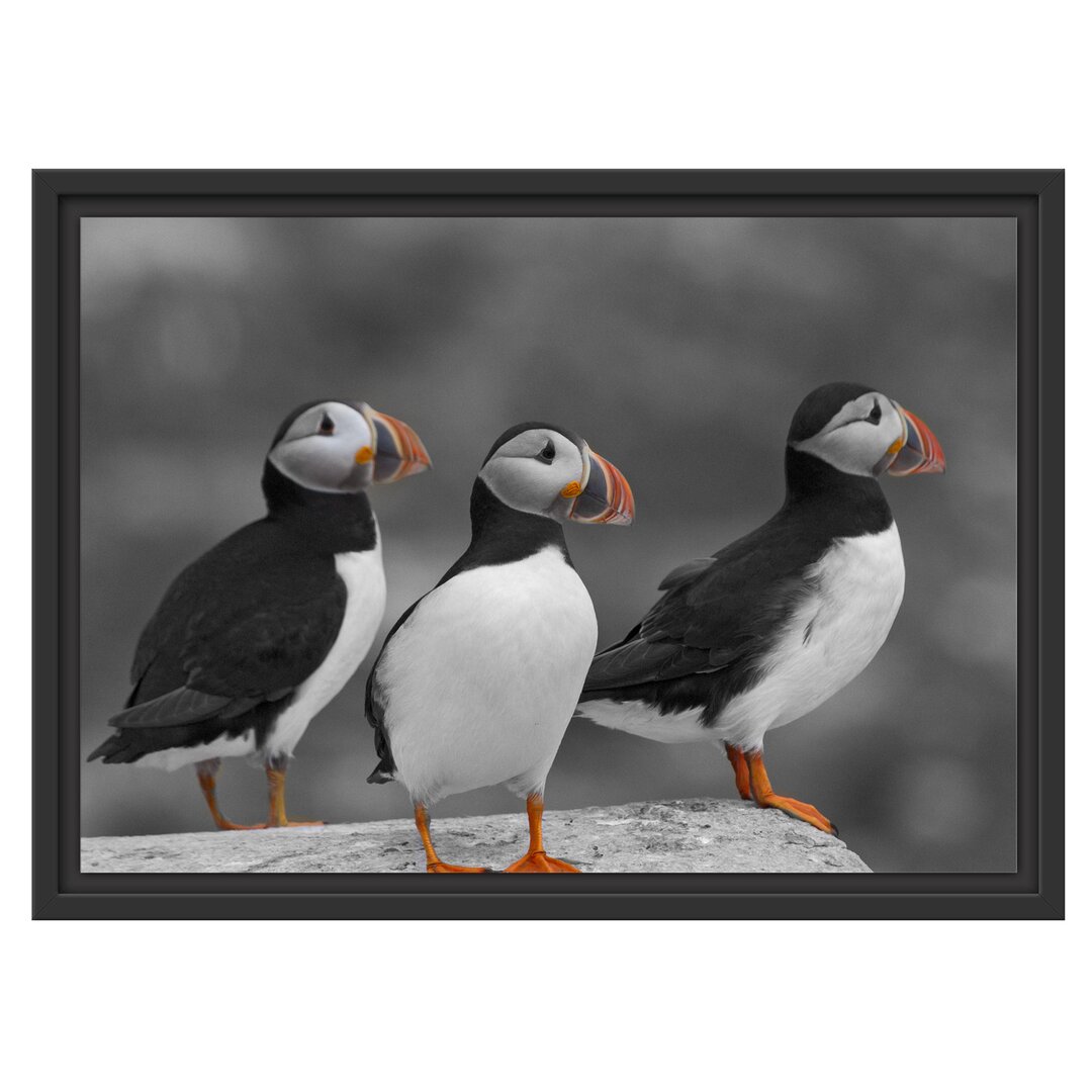 Gerahmtes Poster Elegant Puffins