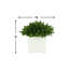Boxwood Arranged In A Square Pot
