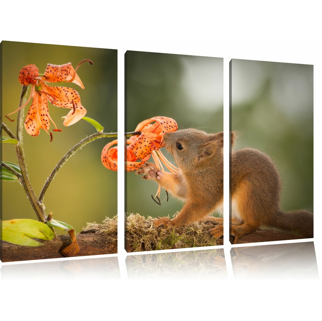 3-tlg. Leinwandbilder-Set Süsses Eichhörnchen riecht an einer Blume, Fotodruck