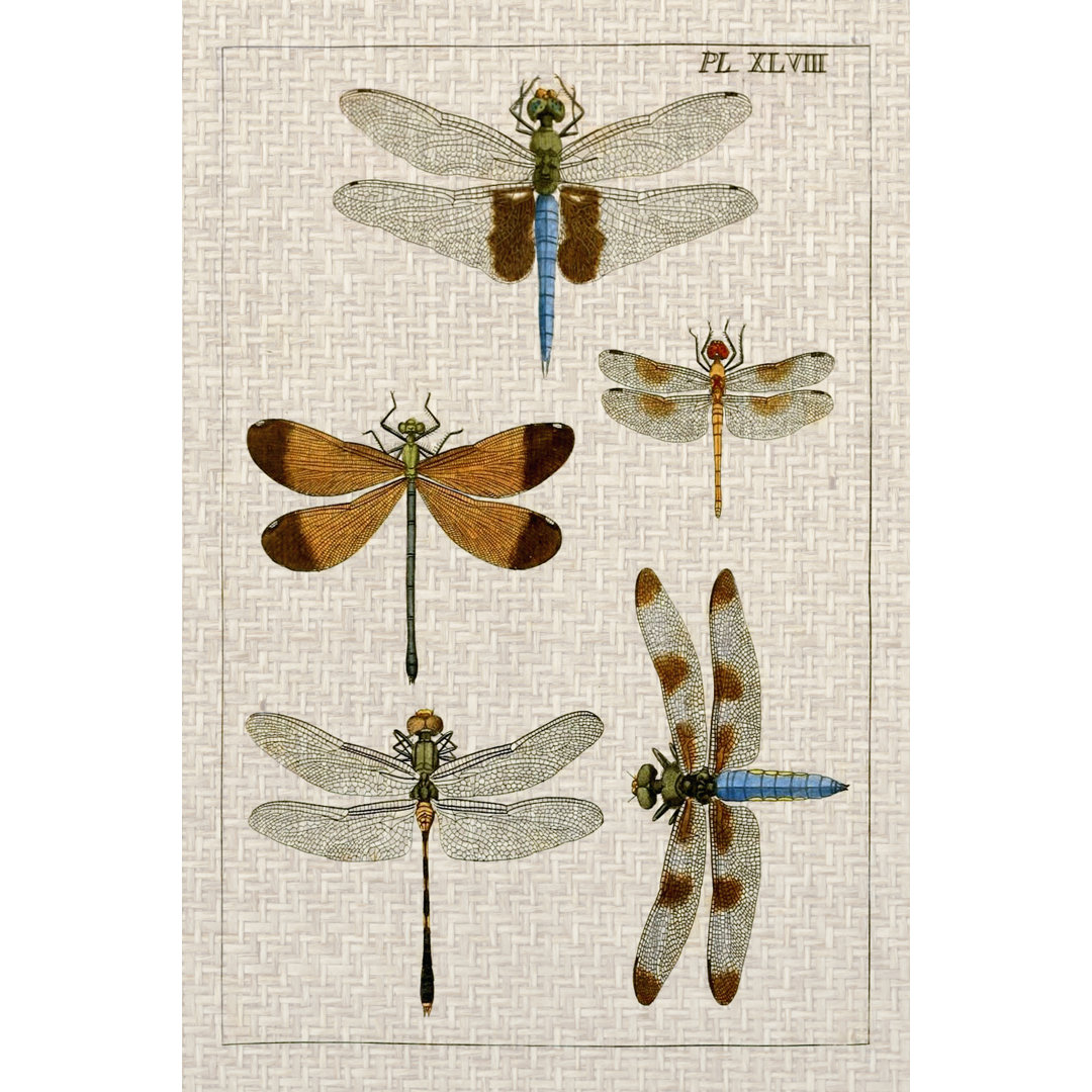 Leinwandbild Dragonfly Study II