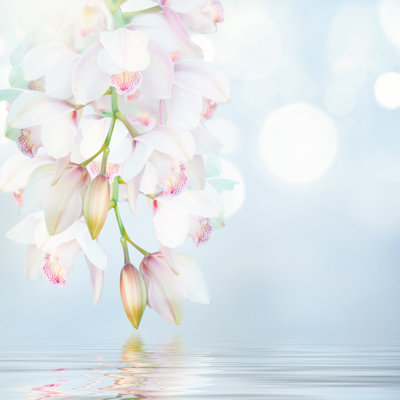 Orchidées - photographie sur toile tendue