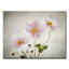 « anemones », impression sur toile-29604811
