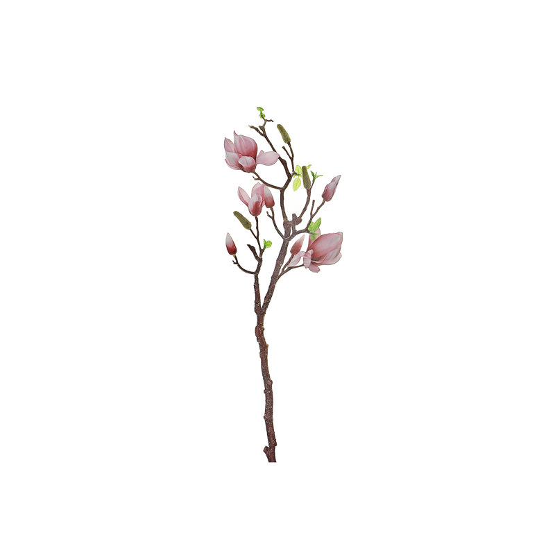 Magnolia grand jet rose, Vieux rose
