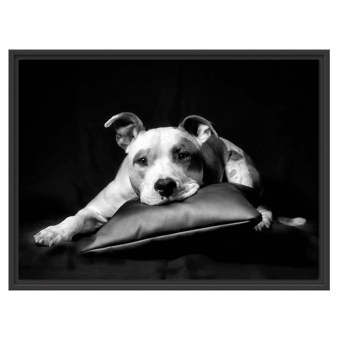 Niedlicher dunkler American Staffordshire Terrier" Gerahmter Fotodruck