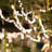 100-Light 33 ft. Fairy String Lights