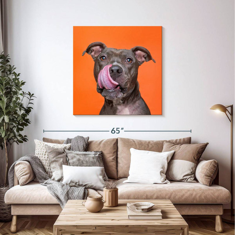 Bull-bull Brampt Silly Pet