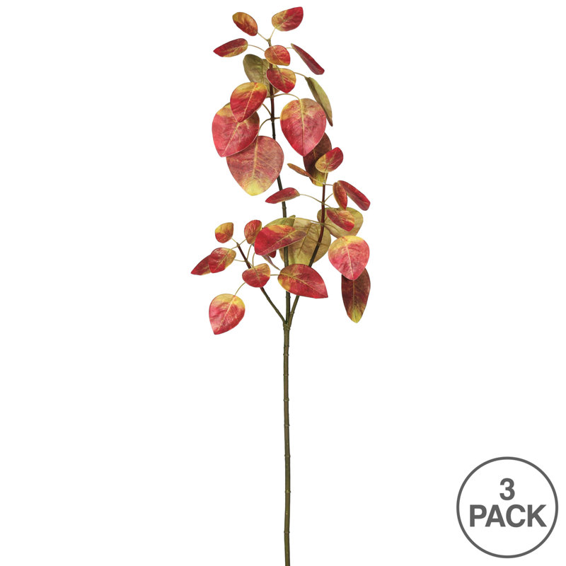 Jet d'eucalyptus