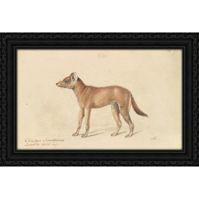 Dhole of Sumatra (1837)