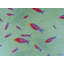 Swimming Fish Print by Sue Graef-71200036-132510976