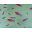 Swimming Fish Print by Sue Graef-71200036-71200037