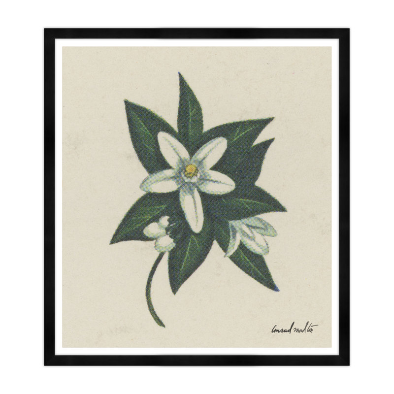 Orange Blossom Print, Black Framed