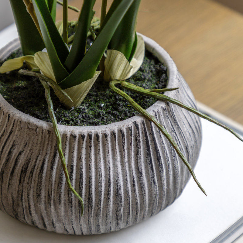 Orchid in Low Ceramic Pot 580mm, White