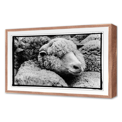 A Fleece in the Crowd Framed Photographic Print