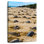 Brampt Nesting Turtles