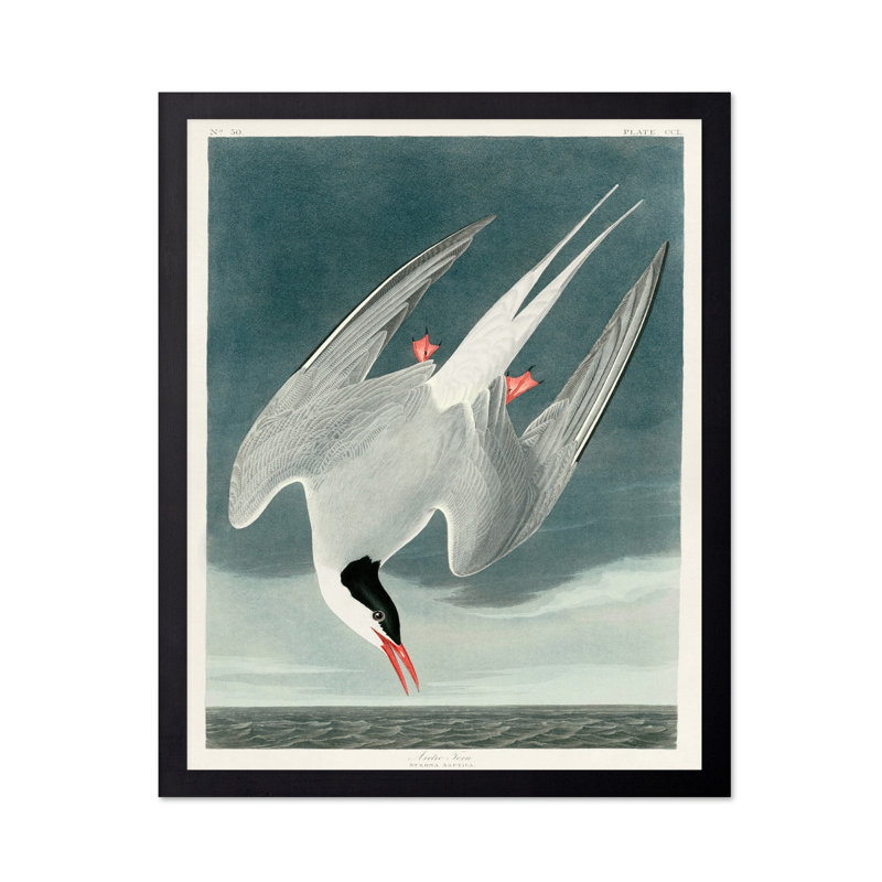 John James Audubon - sterne arctique, Black Framed, Poster, 12"H x 16"W
