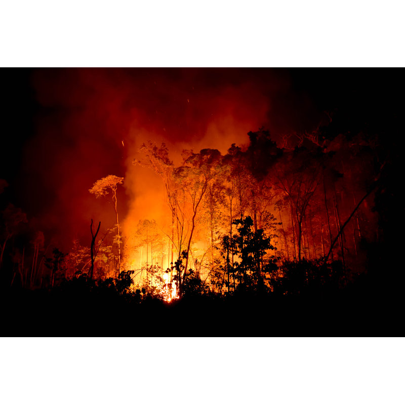 Forest Burning - Wrapped Canvas Print, 30cm H x 46cm W x 3.8cm D