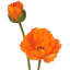 Coquelicot d'été + bourgeon 29 po -853245133