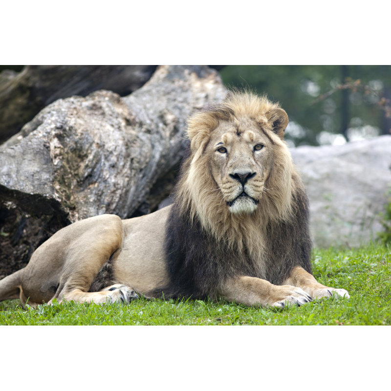 Asiatic Lion by Ayimages, 12'' H x 18'' W