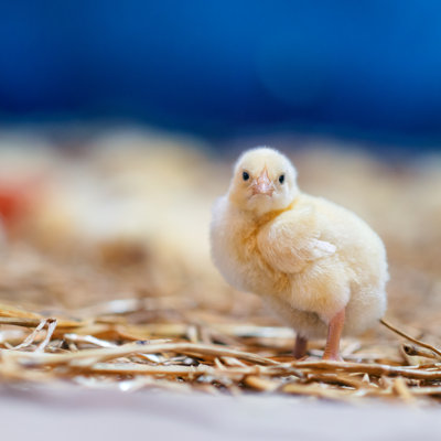 Portrait d'un bébé poulet par Dardespot