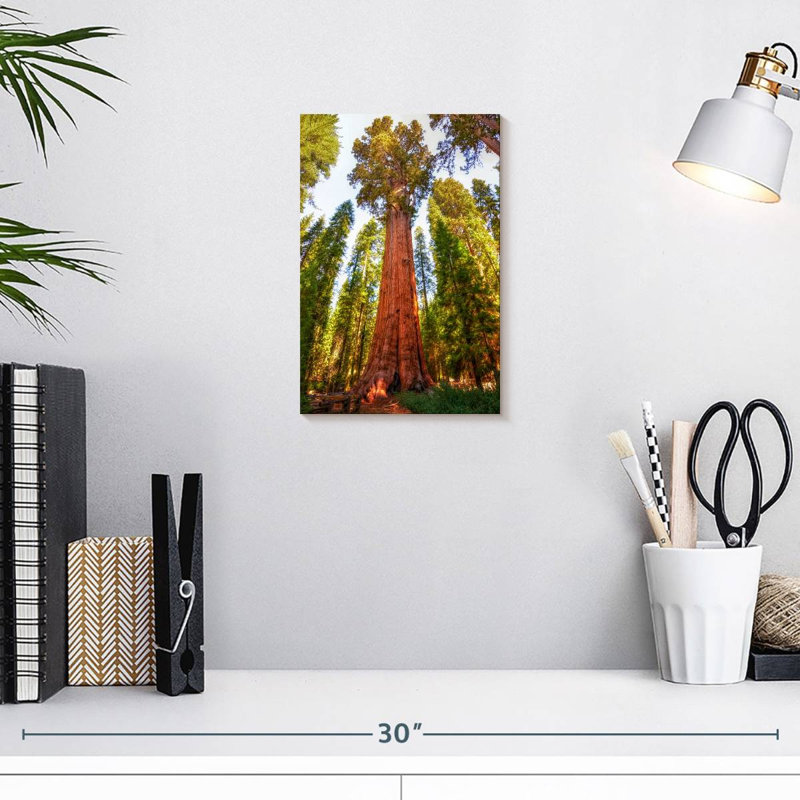 Harnek Redwood Tree Grove, 12" H x 8" W