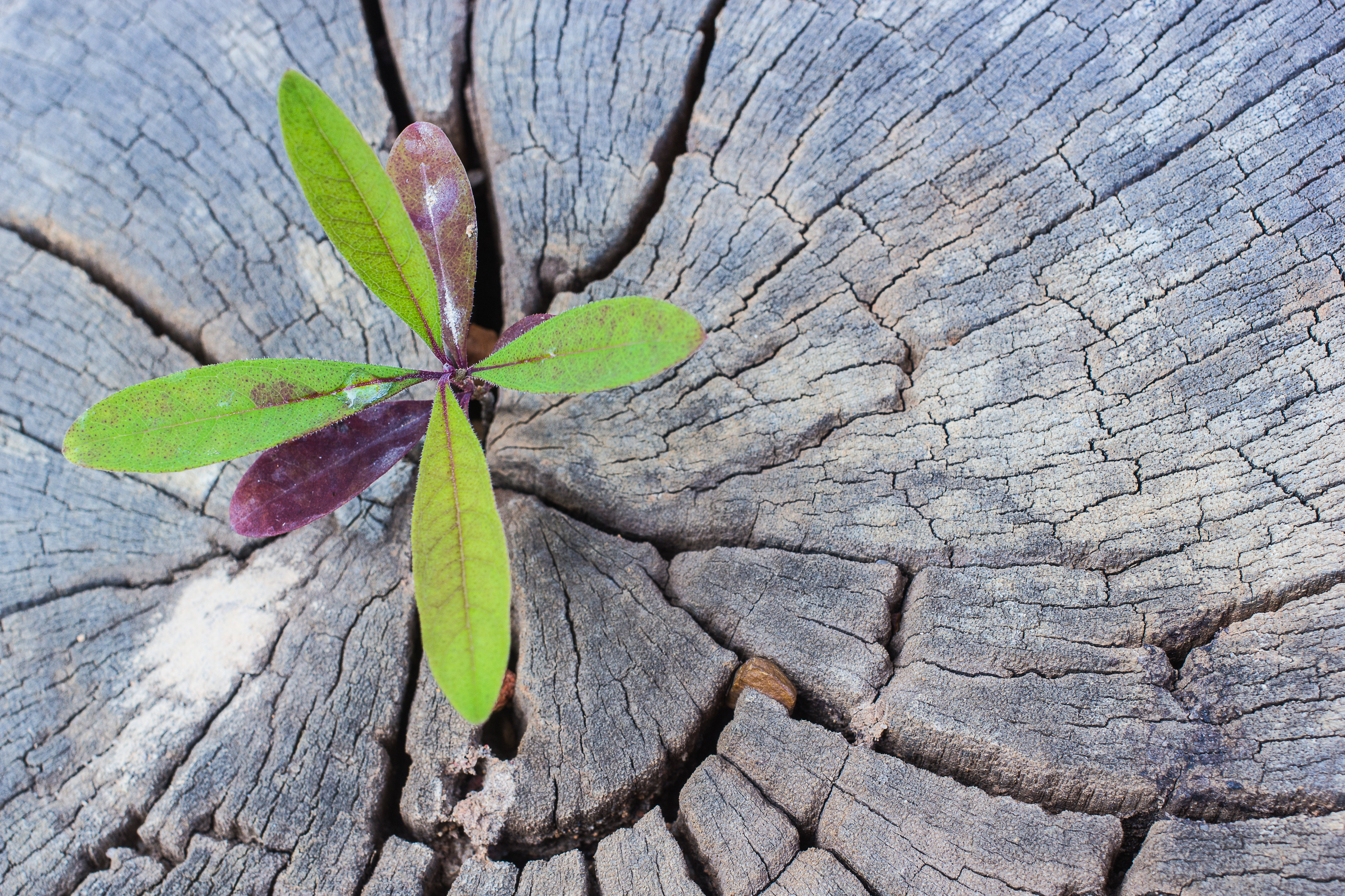Natur Pur Sapling Growing by Doidam10 - Wrapped Canvas Photograph ...