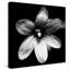 " Black And White Bloom I "-31477198-31934724