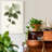 " Sage Botanical I "-1449936864