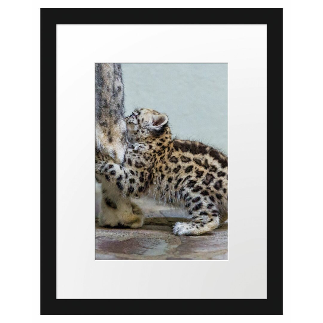 Gerahmtes Poster Kleiner Leopard beim Spielen