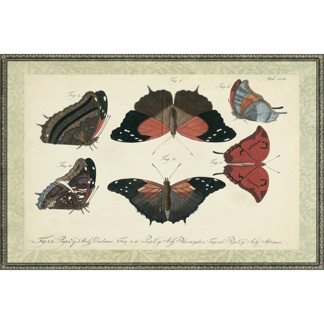 Leinwandbild Bookplate Butterflies Trio II von Vision Studio