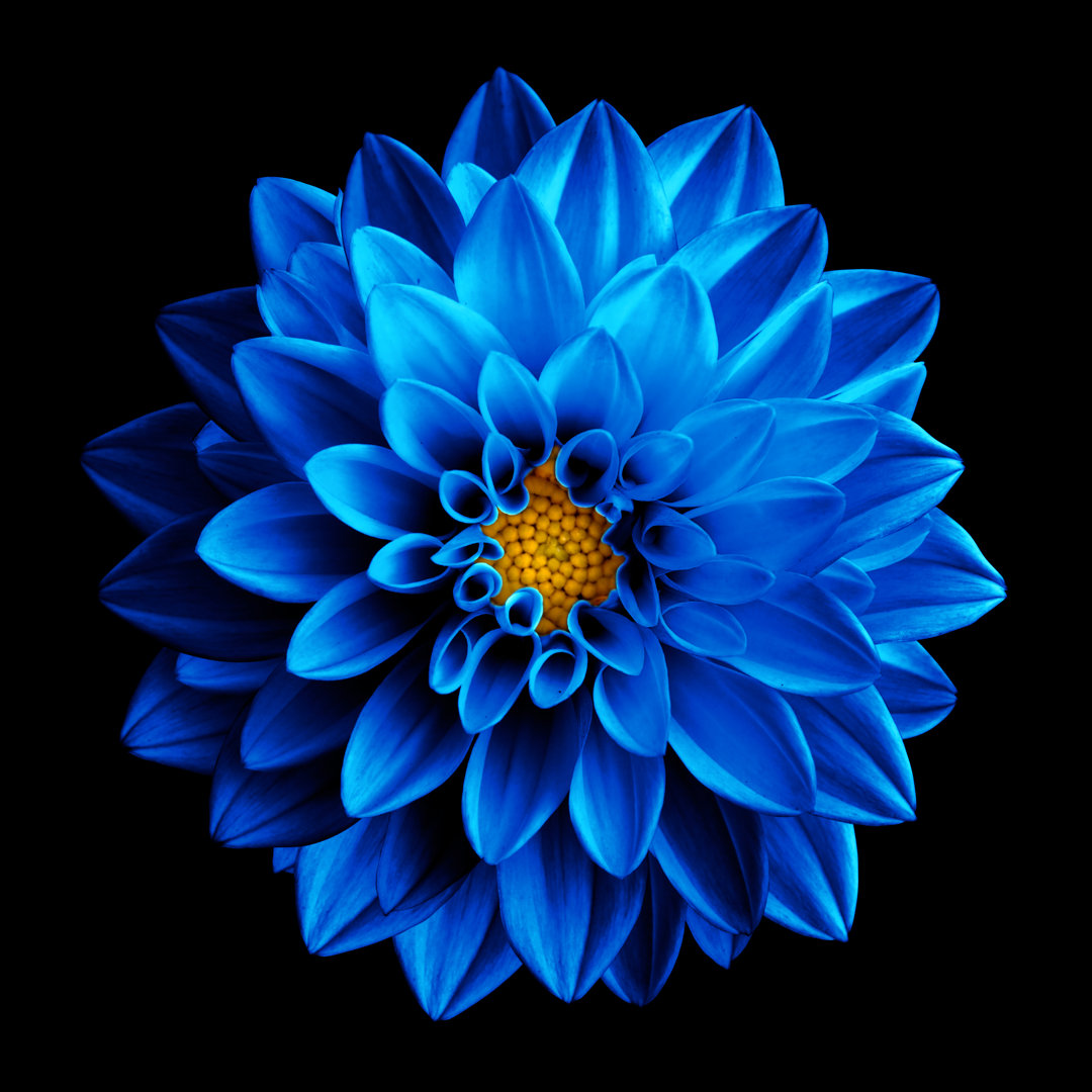 Leinwandbild Dark Blue Dahlia Flower von BoxerX