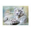 Animaux, animaux, tigre blanc sur fond blanc-90733877