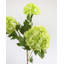 Premium Cream Snowball 33"-313542586