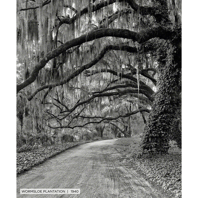 Wormsloe Plantation, Savannah historique - Toile tendue, H 24 po x l 20 po x 1,5 po