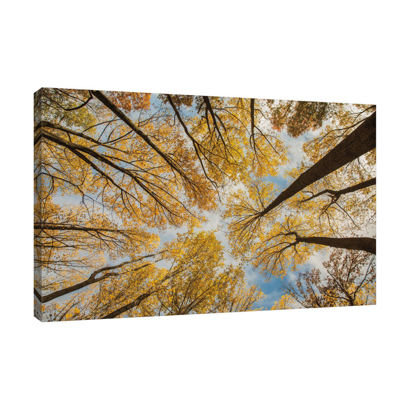 " Towering Trees III " by Aledanda, 28" H x 42" W x 1.5" D