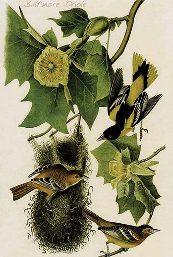Oriole de baltimore-impression d’art graphique, H 66 po x l 44 po x P 1,5 po