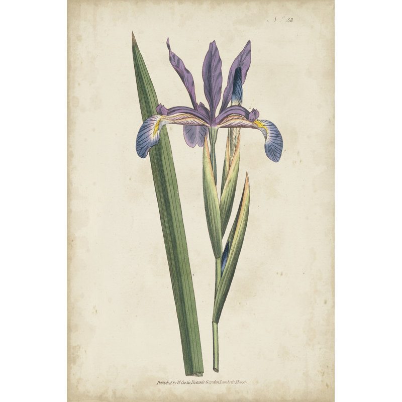 Lavender Curtis Botanicals III - Painting Print, 46cm H x 30cm W, Wrapped Canvas
