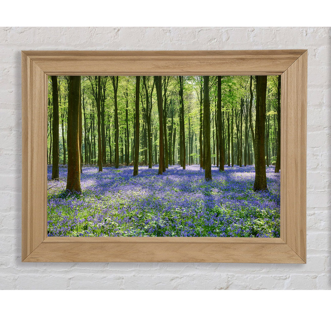 Mystical Bluebell Woodland - Druck