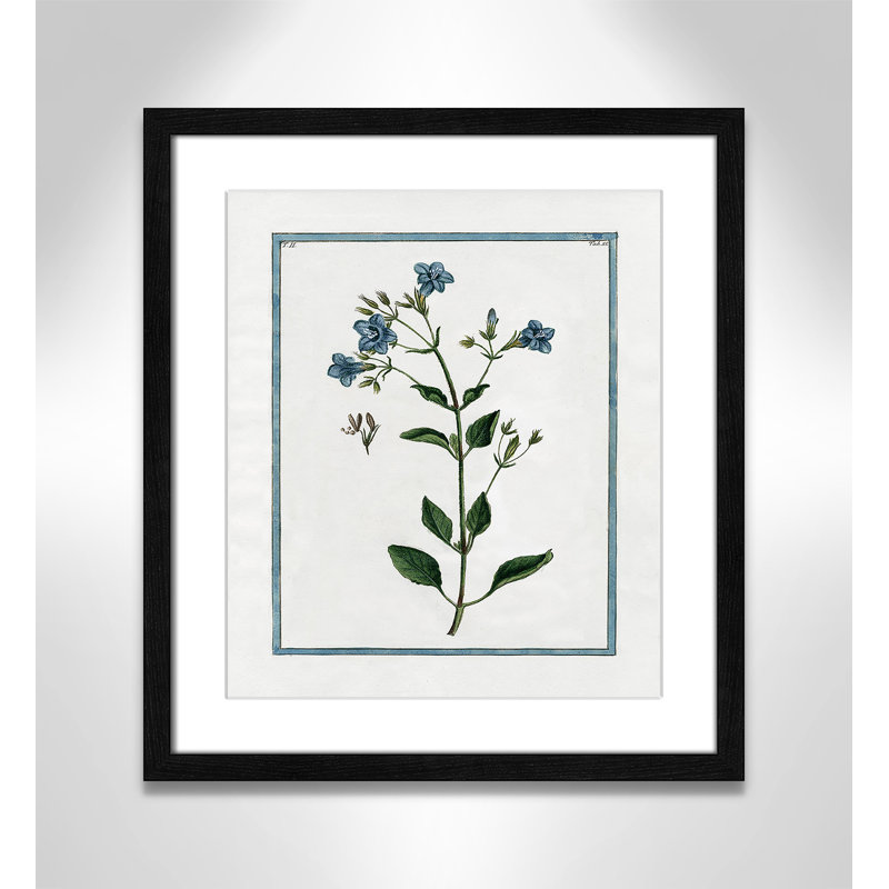 Colombe Shabby Elegance Botanical II - Art encadré, Cadre noir, L 13 po x H 15 po