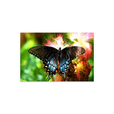 " Swallowtail Butterfly " by Unknown Artist