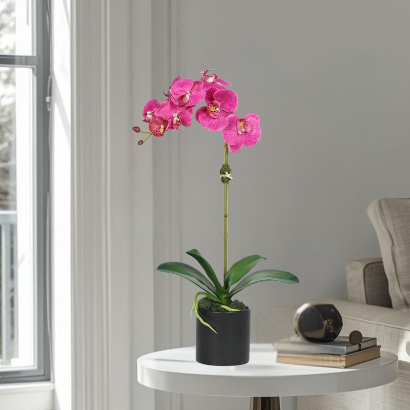 Orchidée en pot, Rose, Noir