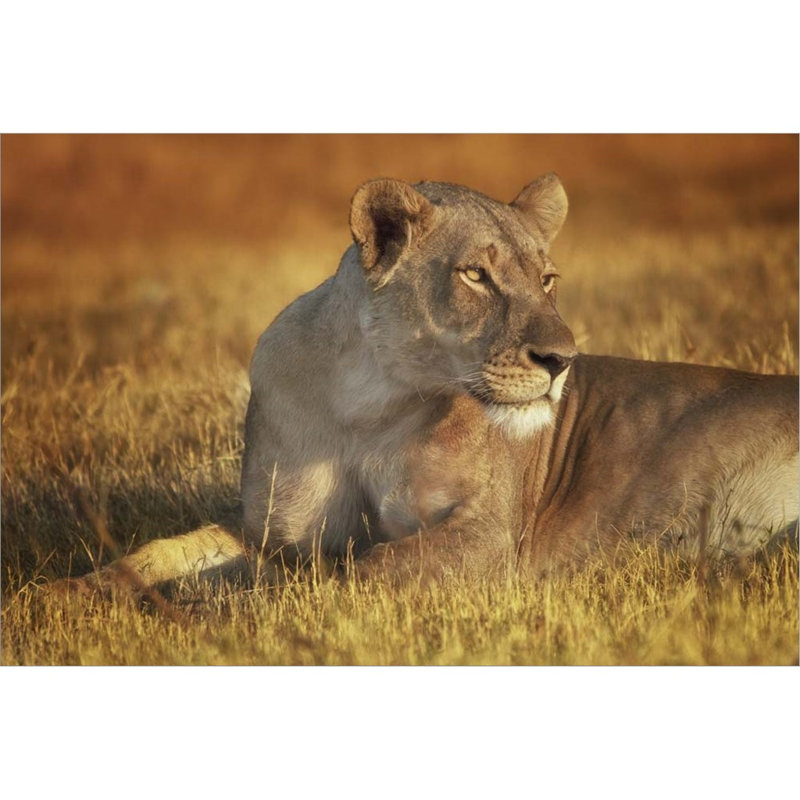 «Lioness Sunning» par Susan Quin Byrd - impression encadrée