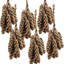 8 Piece Cluster Strobus Pine   Set of 6   23.5"   Gold
