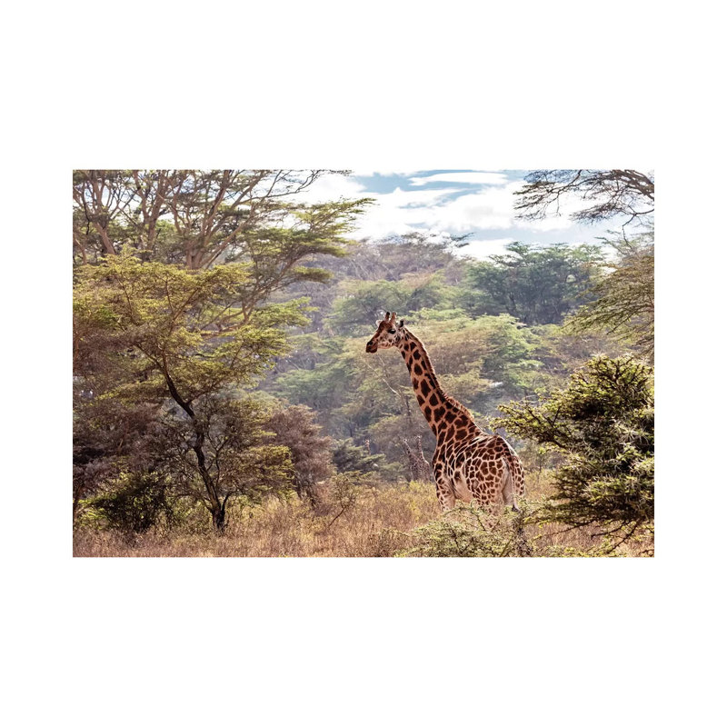 Rothschild Giraffe in Lake Nakuru Kenya 1 Piece Wrapped Canvas Wall Art, 66.04 cm H x 45.72 cm W x 1.91 cm D