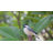 Chickadee Peeking On Stump Garden Statue