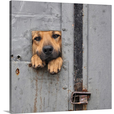 Benji's Window Wrapped Canvas Photograph