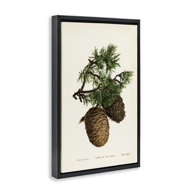  «Cedar Tree Pinecones» par Tina Higgins Designs, Inc.