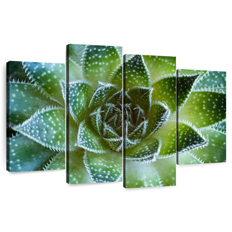 Harnek Lace Aloe Succulent, 32" H x 52" W